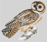 Spotted Owl (image for) Spotted Owl